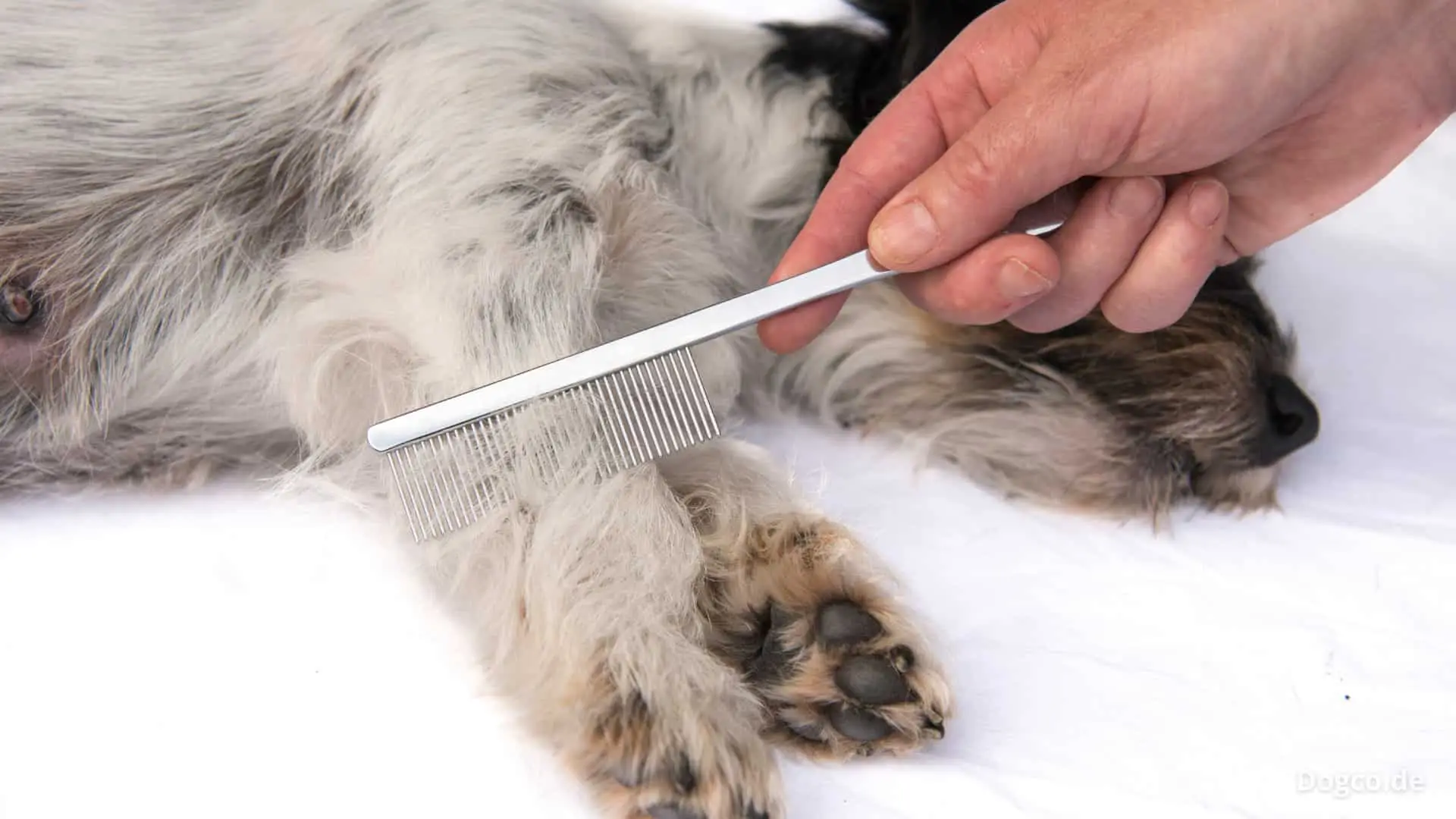 Come scegliere la spazzola giusta: il trucco che evita nodi e stress negli animali Come scegliere la spazzola giusta: il trucco che evita nodi e stress negli animali