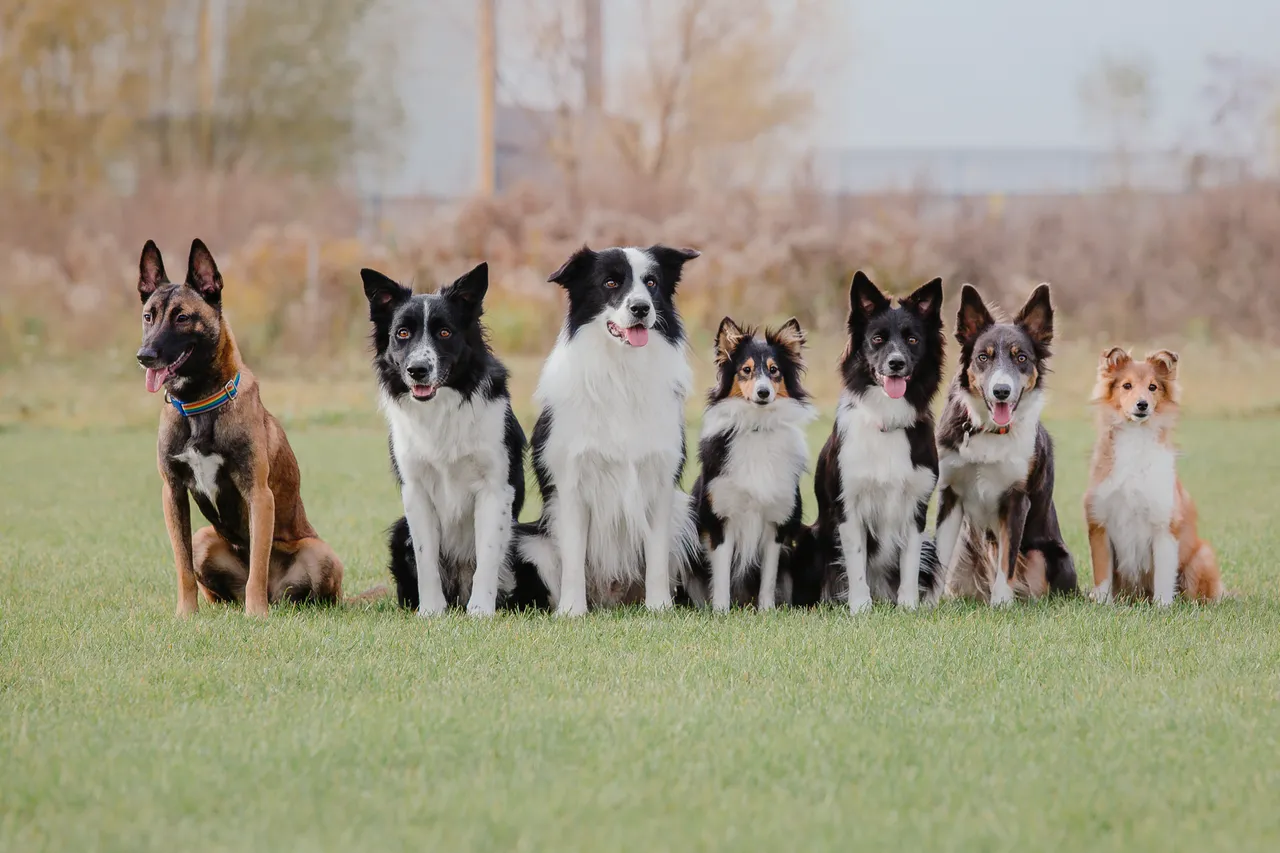 Cani al sole: i segnali che indicano un colpo di calore e cosa fare subito Cani al sole: i segnali che indicano un colpo di calore e cosa fare subito
