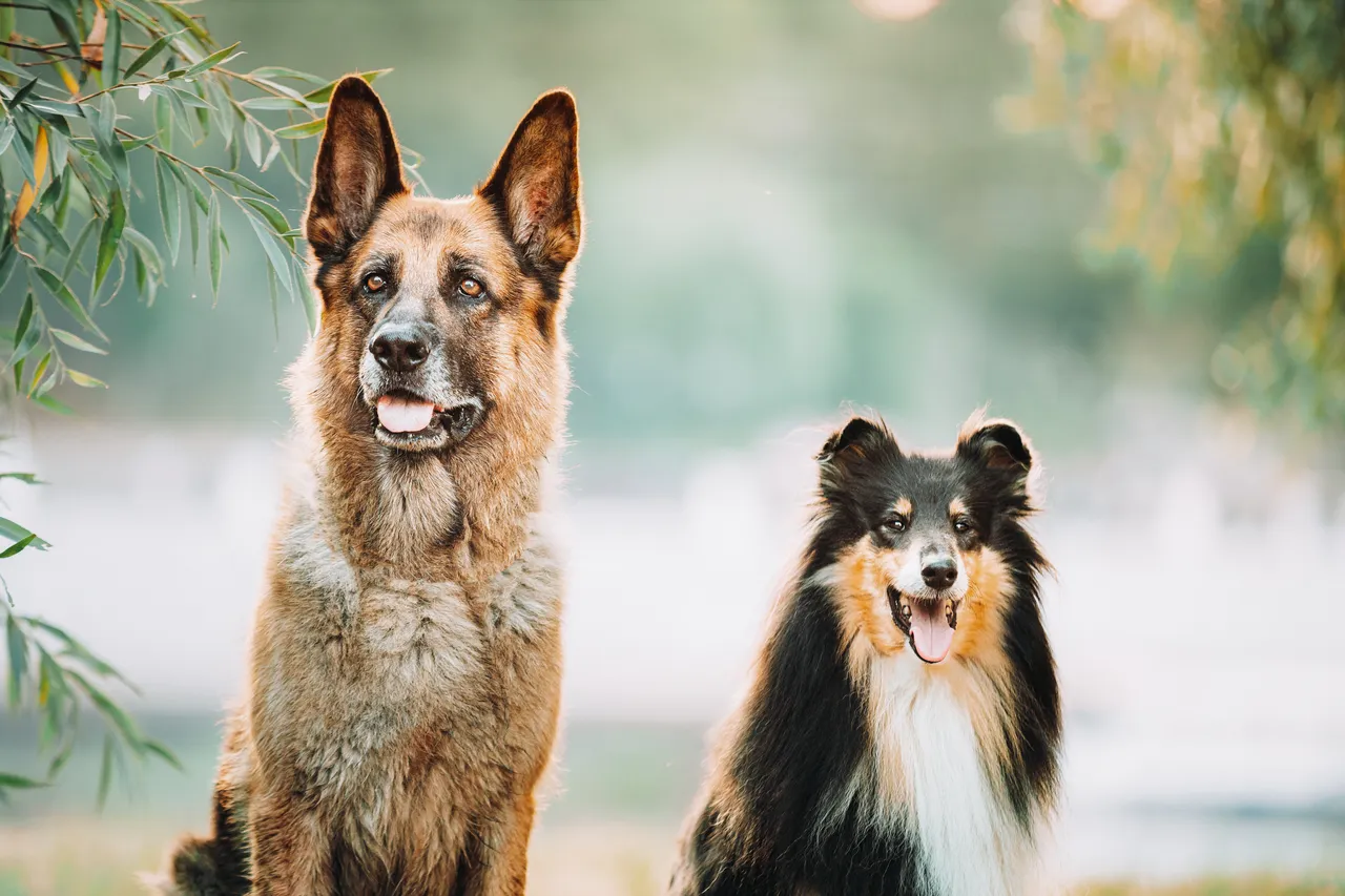 Questo snack per cani è davvero sicuro? Ecco cosa controllare prima dell’acquisto Questo snack per cani è davvero sicuro? Ecco cosa controllare prima dell’acquisto