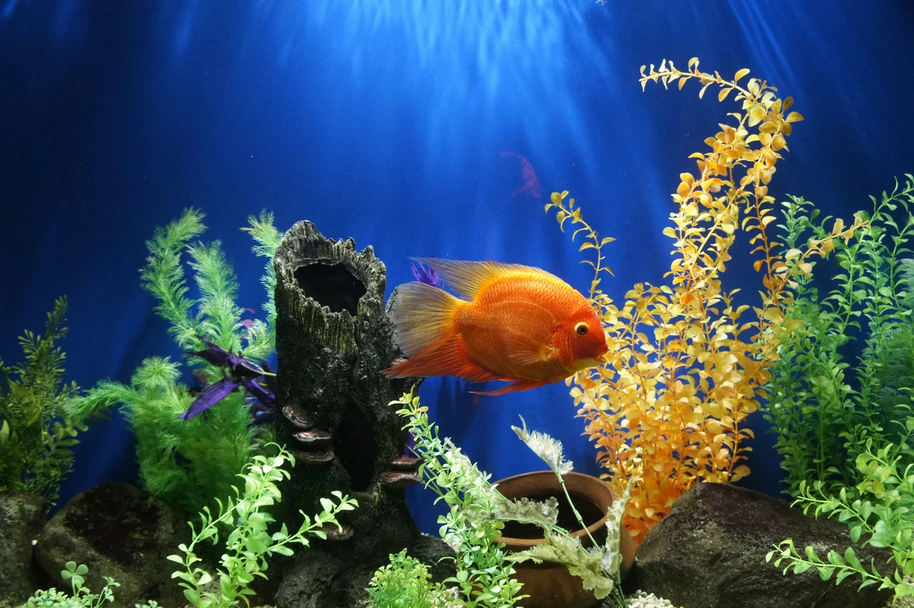 Pesci in acquario: 5 errori comuni che possono compromettere la loro salute Pesci in acquario: 5 errori comuni che possono compromettere la loro salute