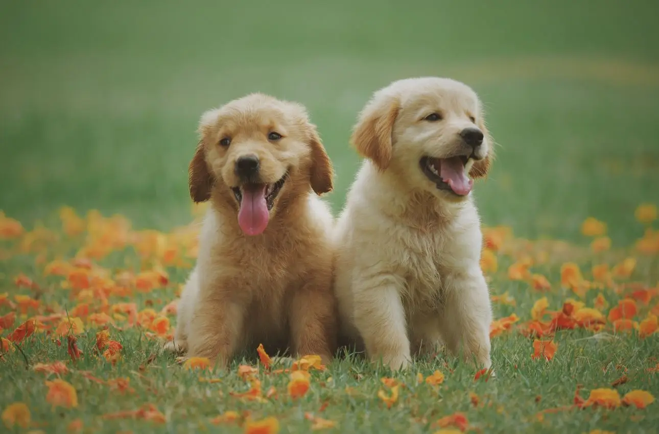 Allergie stagionali e animali domestici: sintomi nascosti da non sottovalutare Allergie stagionali e animali domestici: sintomi nascosti da non sottovalutare