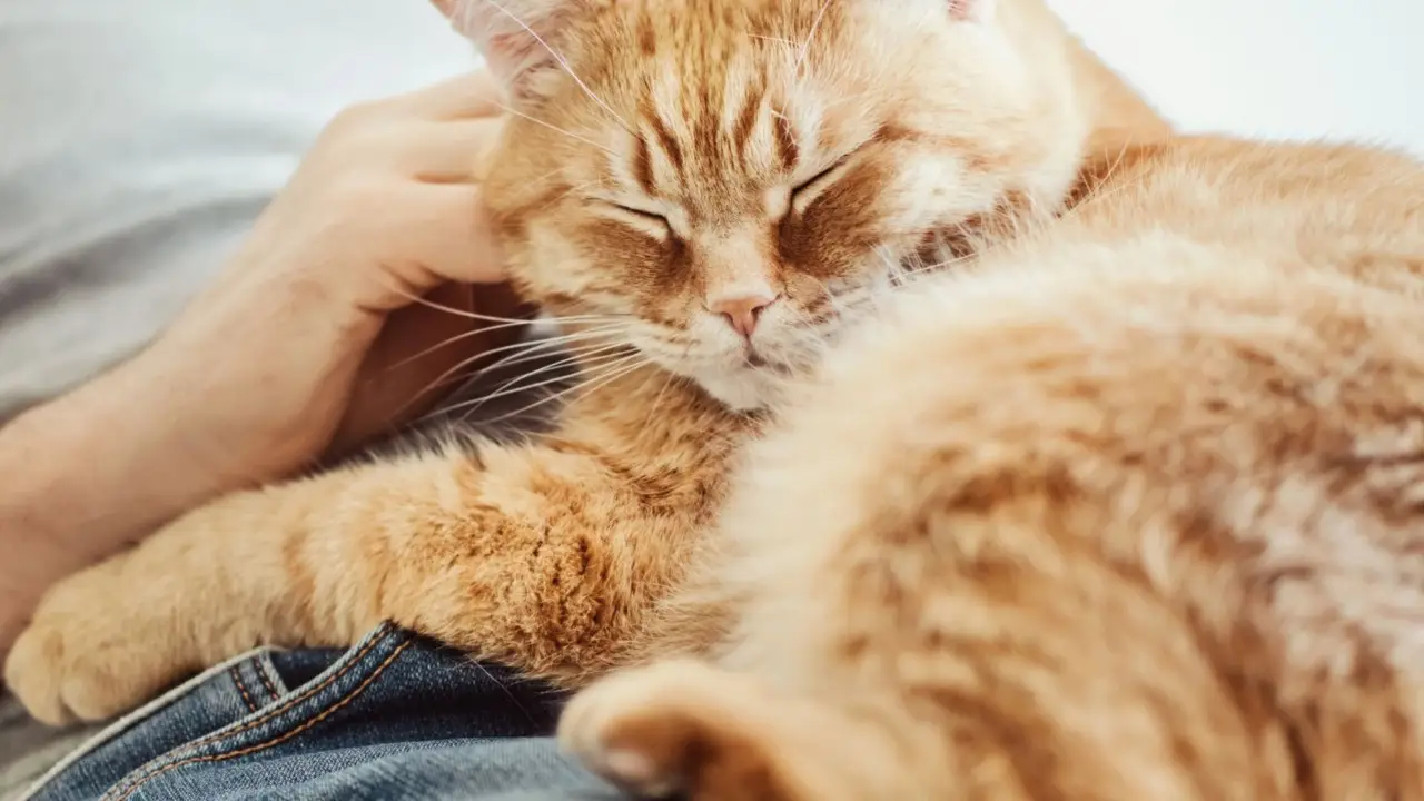 Gatti anziani: i cambiamenti da monitorare e i consigli dei veterinari Gatti anziani: i cambiamenti da monitorare e i consigli dei veterinari