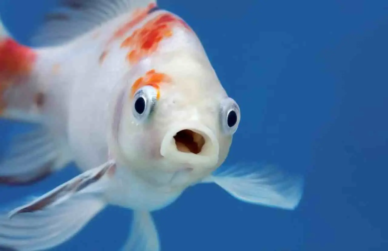 Pesci rossi in estate: come evitare i rischi più comuni in acquario Pesci rossi in estate: come evitare i rischi più comuni in acquario