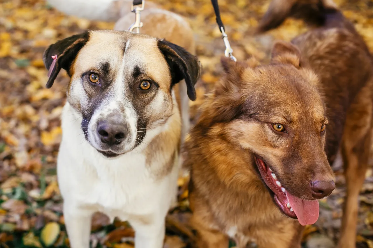 5 snack estivi per cani approvati dai veterinari: quali scegliere e perché 5 snack estivi per cani approvati dai veterinari: quali scegliere e perché