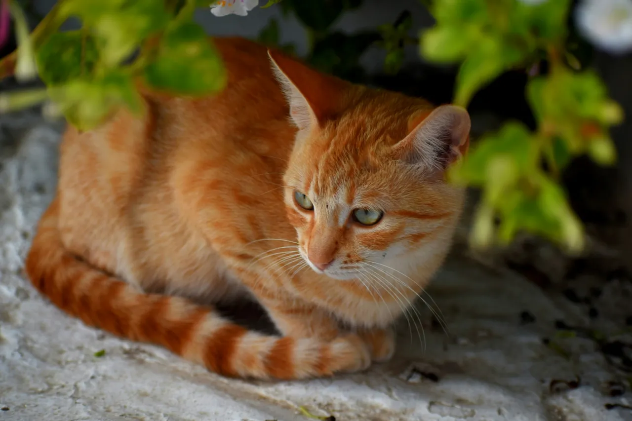Gatti e trasloco: le regole d’oro per ridurre lo stress secondo gli esperti Gatti e trasloco: le regole d’oro per ridurre lo stress secondo gli esperti
