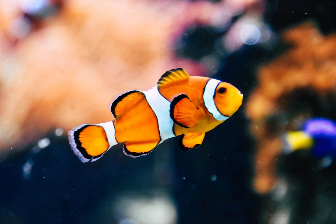 Pesci tropicali e acquario: l’errore che può compromettere l’acqua con il caldo Pesci tropicali e acquario: l’errore che può compromettere l’acqua con il caldo