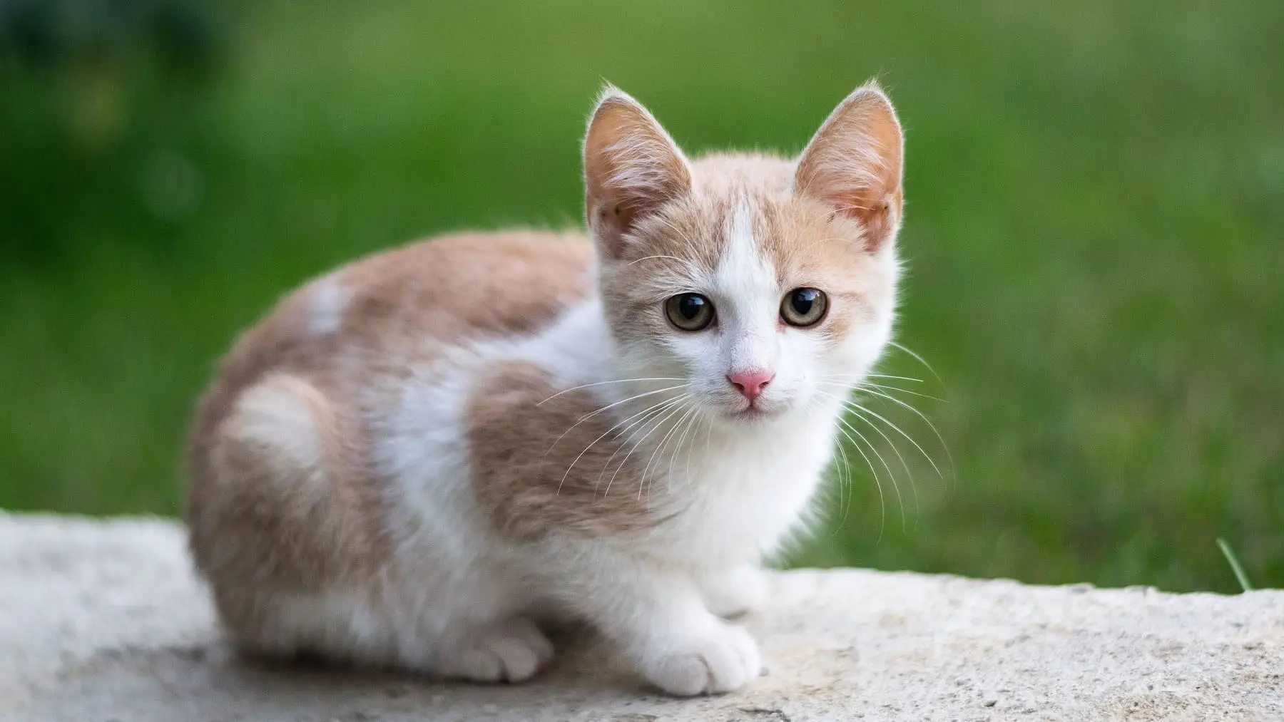 Animali anziani e caldo: strategie efficaci per garantirgli benessere secondo la scienza Animali anziani e caldo: strategie efficaci per garantirgli benessere secondo la scienza
