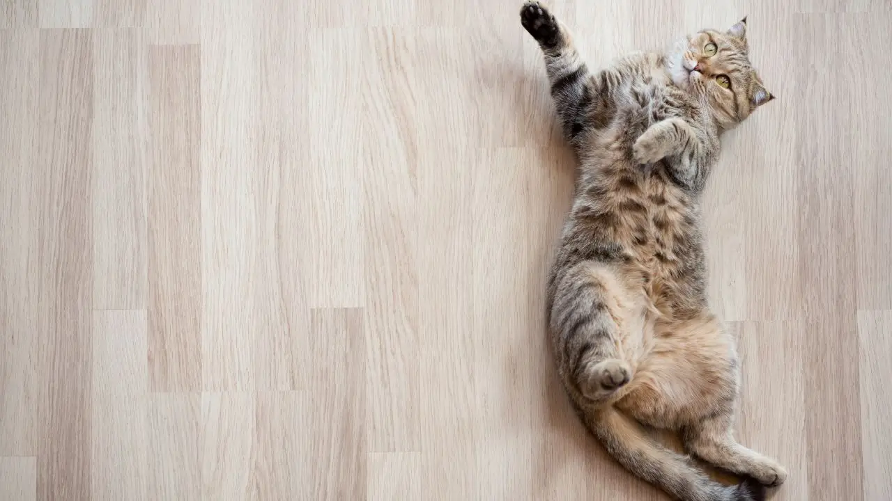 Scopri il trucco per far accettare il trasportino al gatto senza stress Scopri il trucco per far accettare il trasportino al gatto senza stress