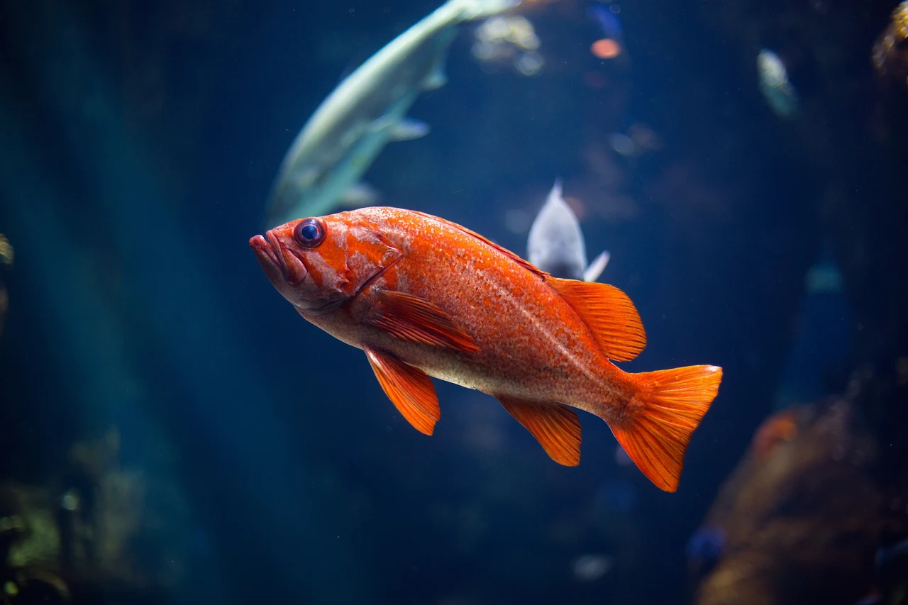 Pesci tropicali e acquario in estate: i segnali di squilibrio da riconoscere subito Pesci tropicali e acquario in estate: i segnali di squilibrio da riconoscere subito