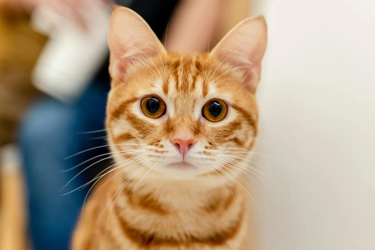 Gatti anziani e alimentazione estiva: cosa cambia e i consigli dei veterinari Gatti anziani e alimentazione estiva: cosa cambia e i consigli dei veterinari
