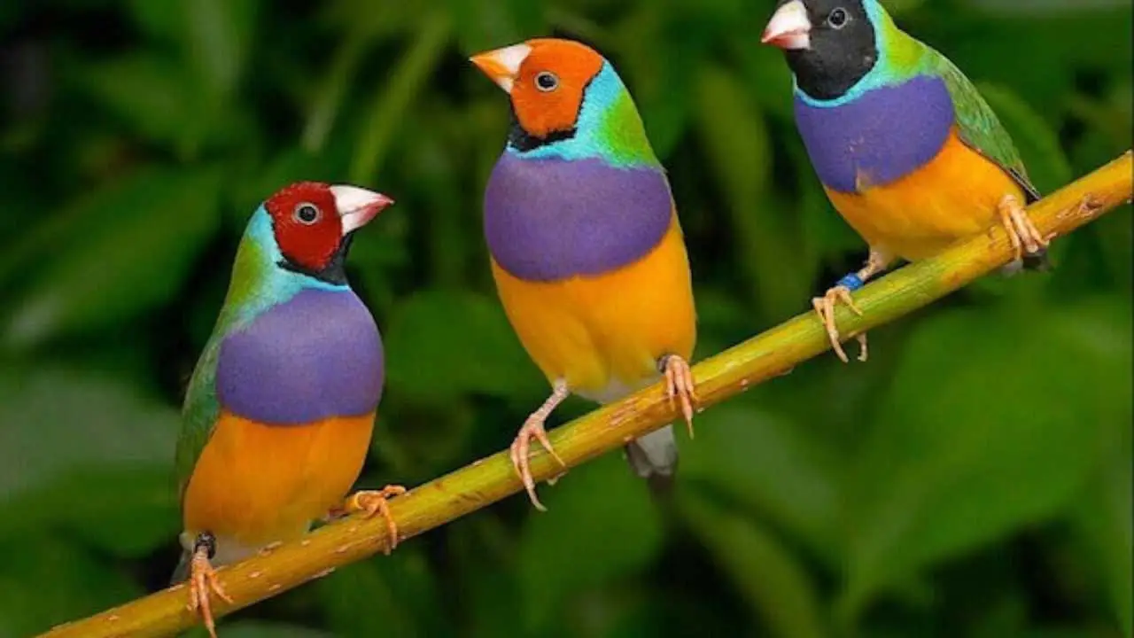 Pappagalli e aria condizionata: rischi nascosti per la loro salute in estate Pappagalli e aria condizionata: rischi nascosti per la loro salute in estate