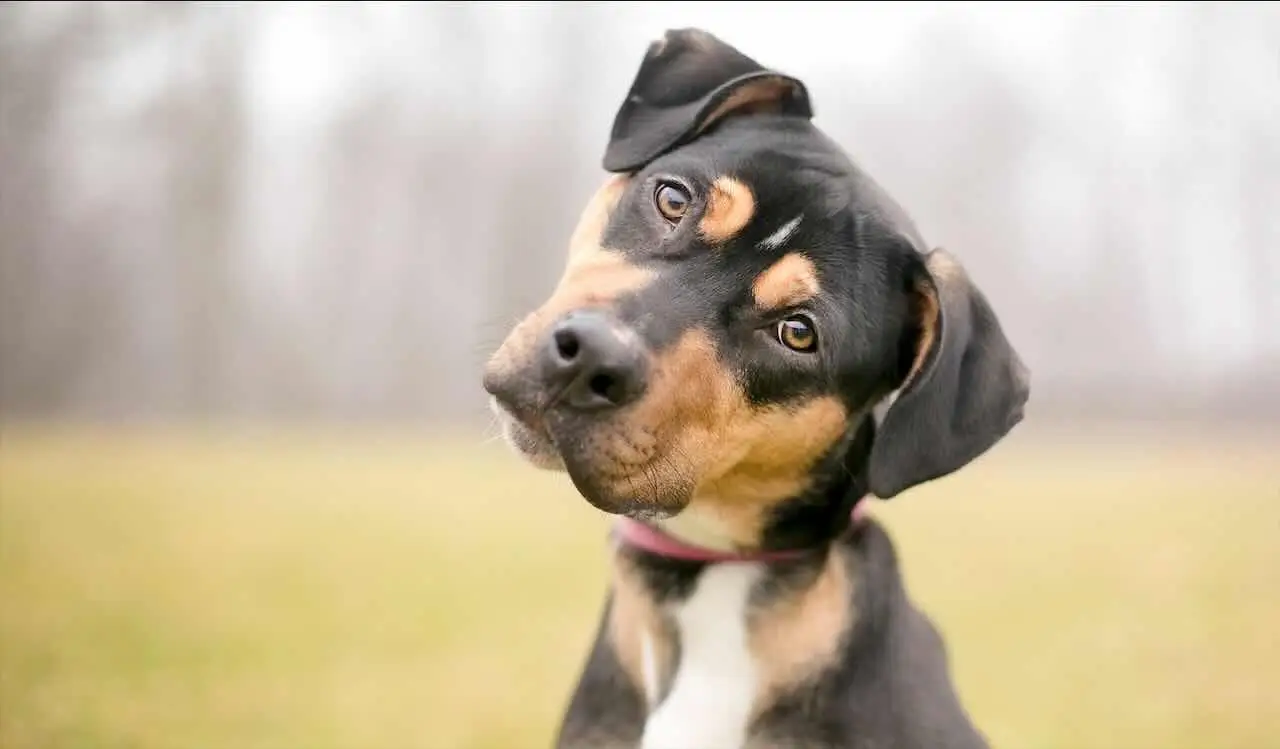 Animali domestici e allergie ai pollini: sintomi insoliti che non devi ignorare Animali domestici e allergie ai pollini: sintomi insoliti che non devi ignorare