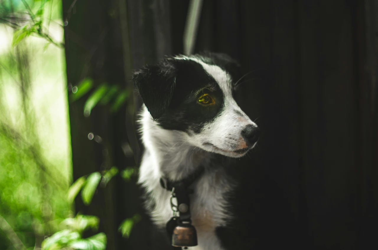 Cani e nuove abitudini dopo il trasloco: come facilitare l’adattamento secondo la scienza Cani e nuove abitudini dopo il trasloco: come facilitare l’adattamento secondo la scienza