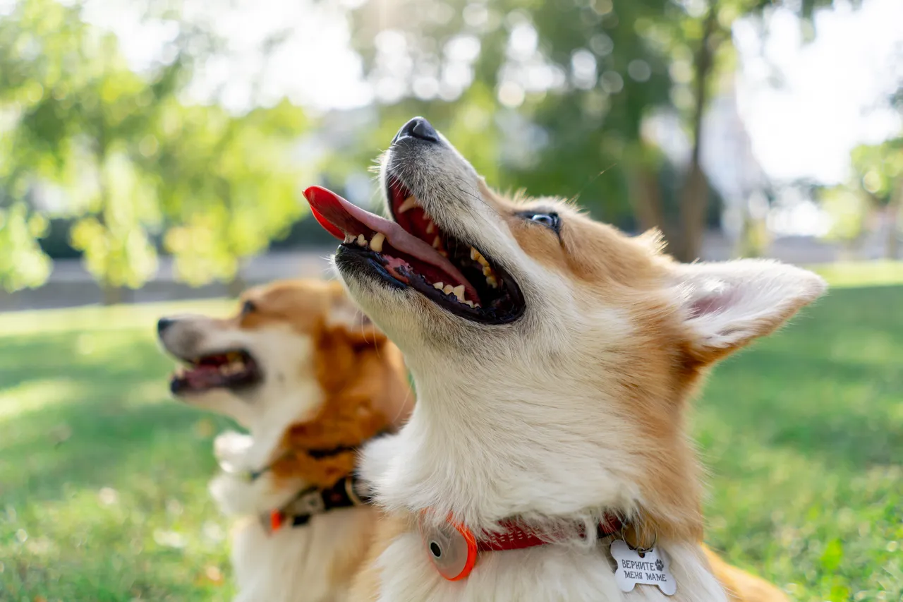 Cani e temporali estivi: come proteggerli dall’ansia secondo gli esperti Cani e temporali estivi: come proteggerli dall’ansia secondo gli esperti