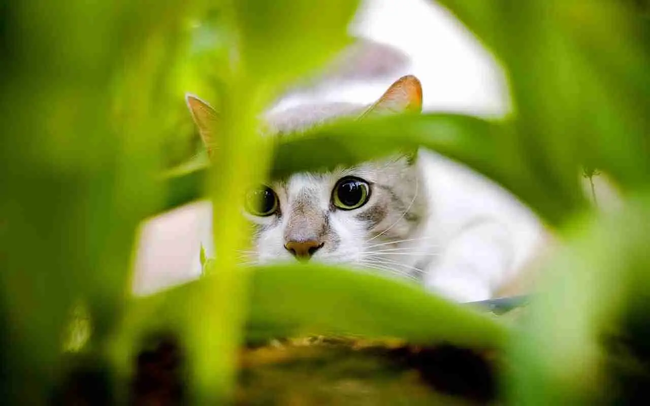 Gatti e cambi di routine: segnali di disagio che non devi ignorare Gatti e cambi di routine: segnali di disagio che non devi ignorare