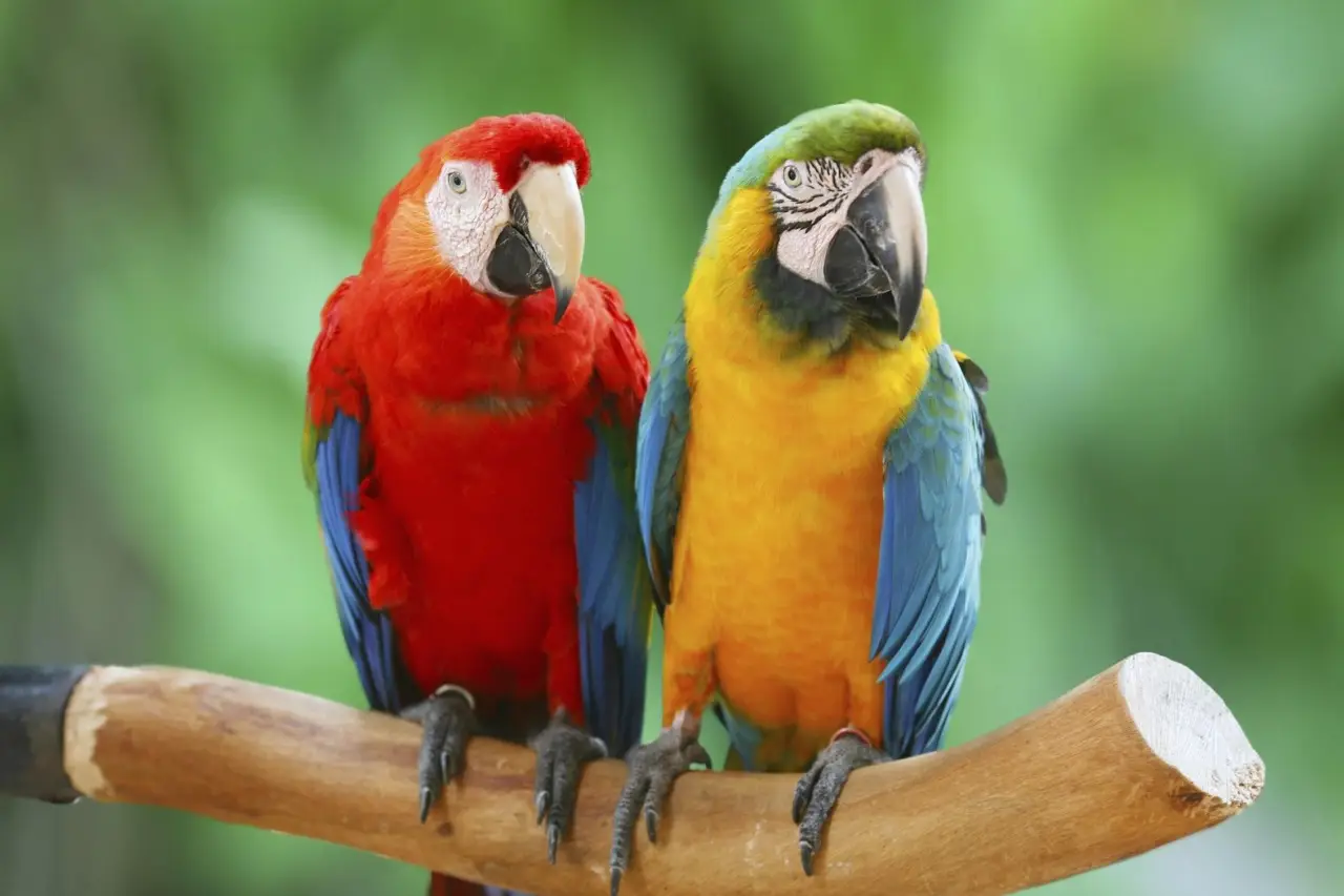 Uccelli domestici e piante da appartamento: quali sono tossiche e perché evitarle Uccelli domestici e piante da appartamento: quali sono tossiche e perché evitarle