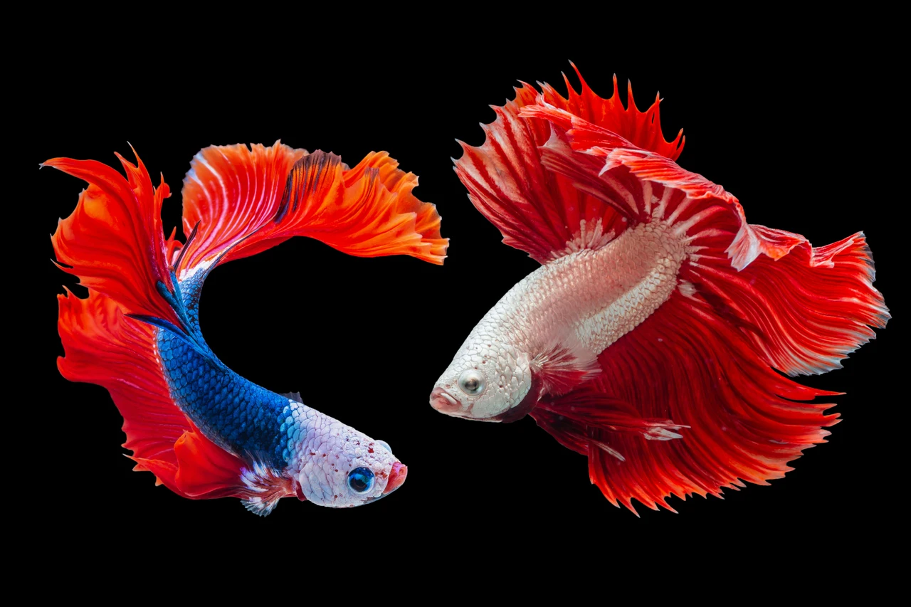 Pesci d’acquario e blackout elettrici: strategie per salvaguardare la salute Pesci d’acquario e blackout elettrici: strategie per salvaguardare la salute