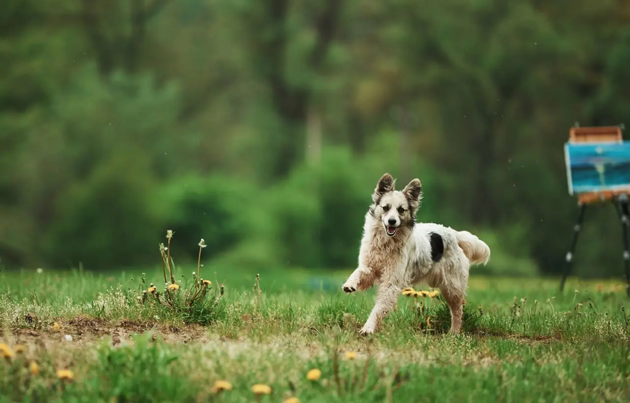 Allergie alimentari nei cani: sintomi meno noti e cosa fare subito Allergie alimentari nei cani: sintomi meno noti e cosa fare subito