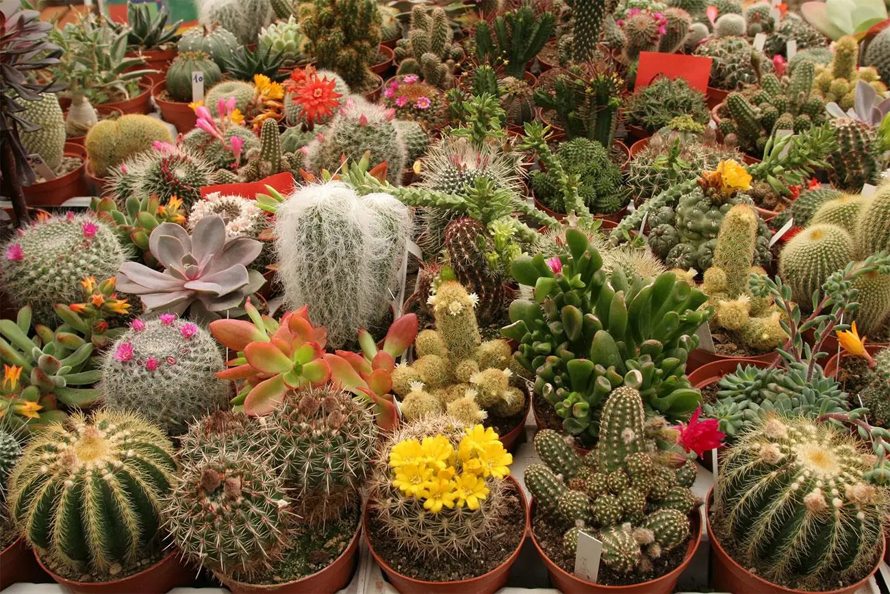 Come riconoscere i segnali di allerta nelle piante grasse: guida del vivaista Come riconoscere i segnali di allerta nelle piante grasse: guida del vivaista