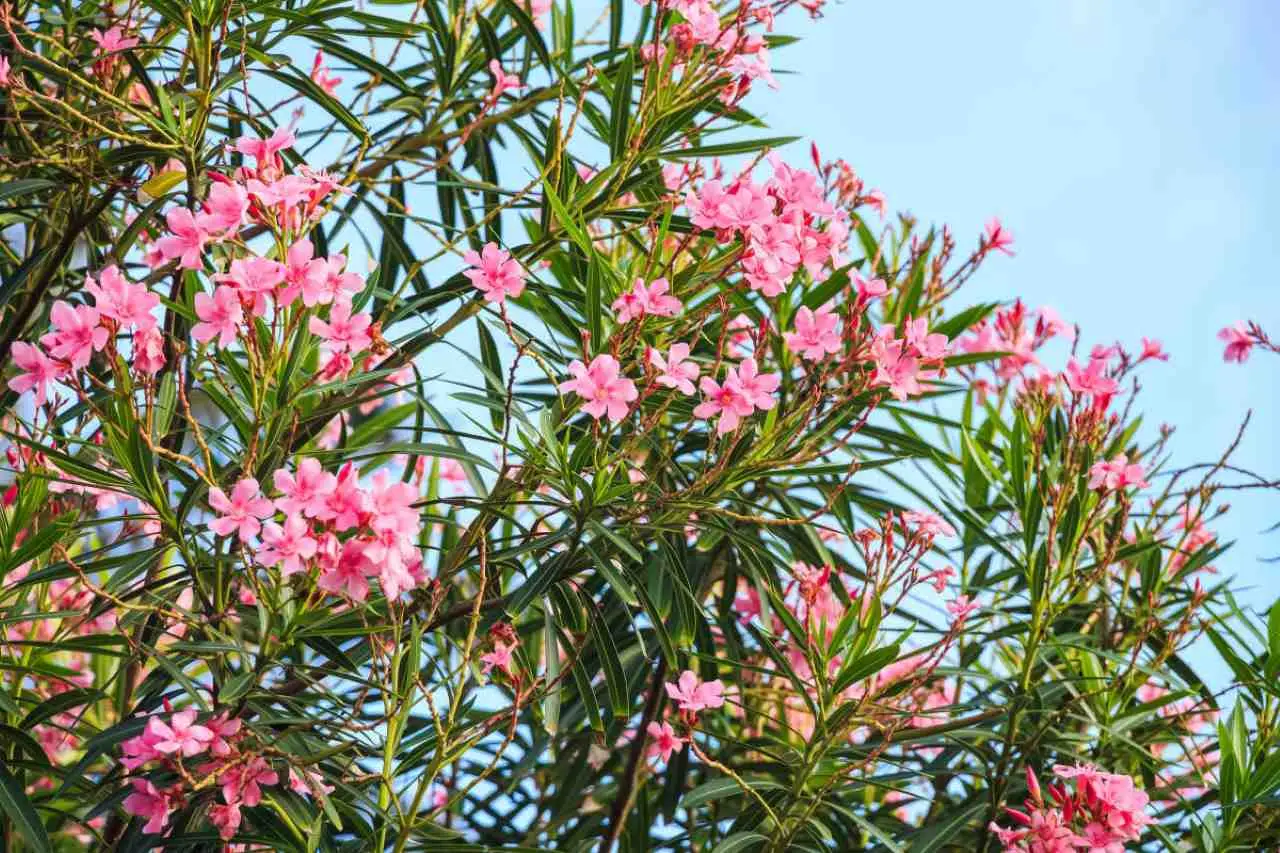 Giardino sicuro per bambini e animali: quali specie evitare secondo la Società Botanica Italiana Giardino sicuro per bambini e animali: quali specie evitare secondo la Società Botanica Italiana