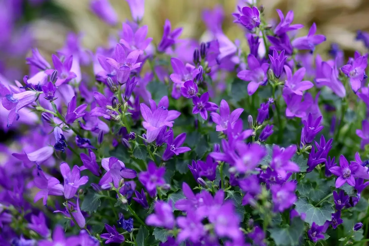Giardino sicuro per bambini e animali: quali specie evitare secondo la Società Botanica Italiana Giardino sicuro per bambini e animali: quali specie evitare secondo la Società Botanica Italiana