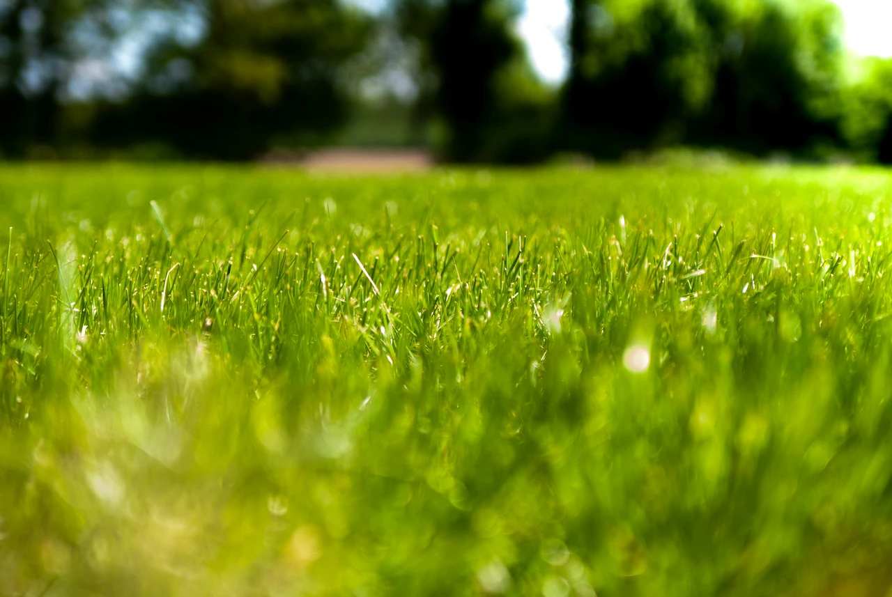 Il trucco dei vivaisti per mantenere il prato verde senza irrigazione continua Il trucco dei vivaisti per mantenere il prato verde senza irrigazione continua