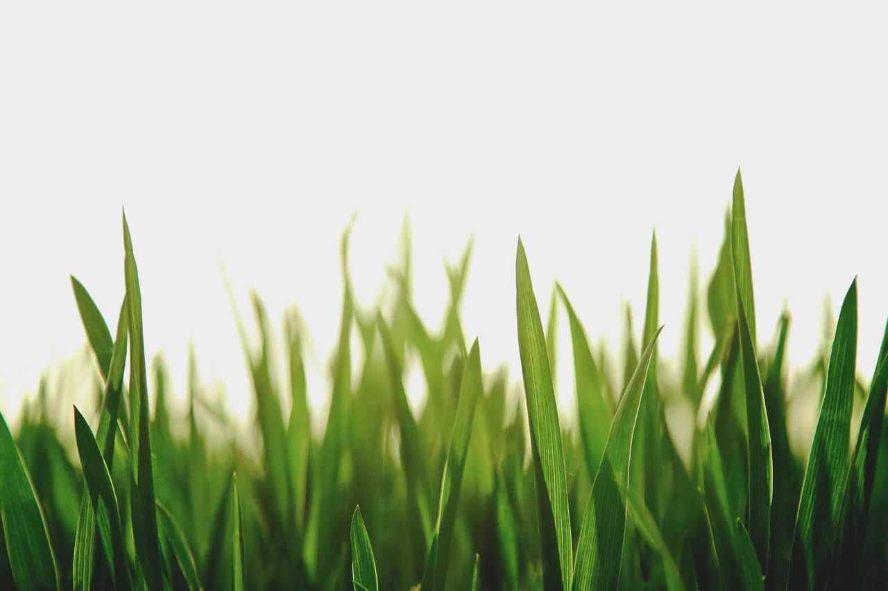 Il trucco dei vivaisti per mantenere il prato verde senza irrigazione continua Il trucco dei vivaisti per mantenere il prato verde senza irrigazione continua