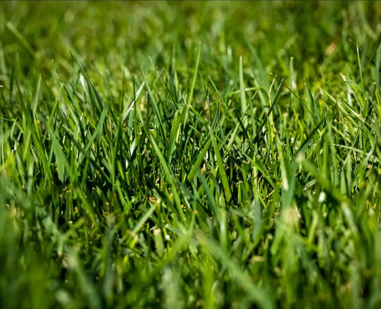 Il trucco dei vivaisti per mantenere il prato verde senza irrigazione continua Il trucco dei vivaisti per mantenere il prato verde senza irrigazione continua