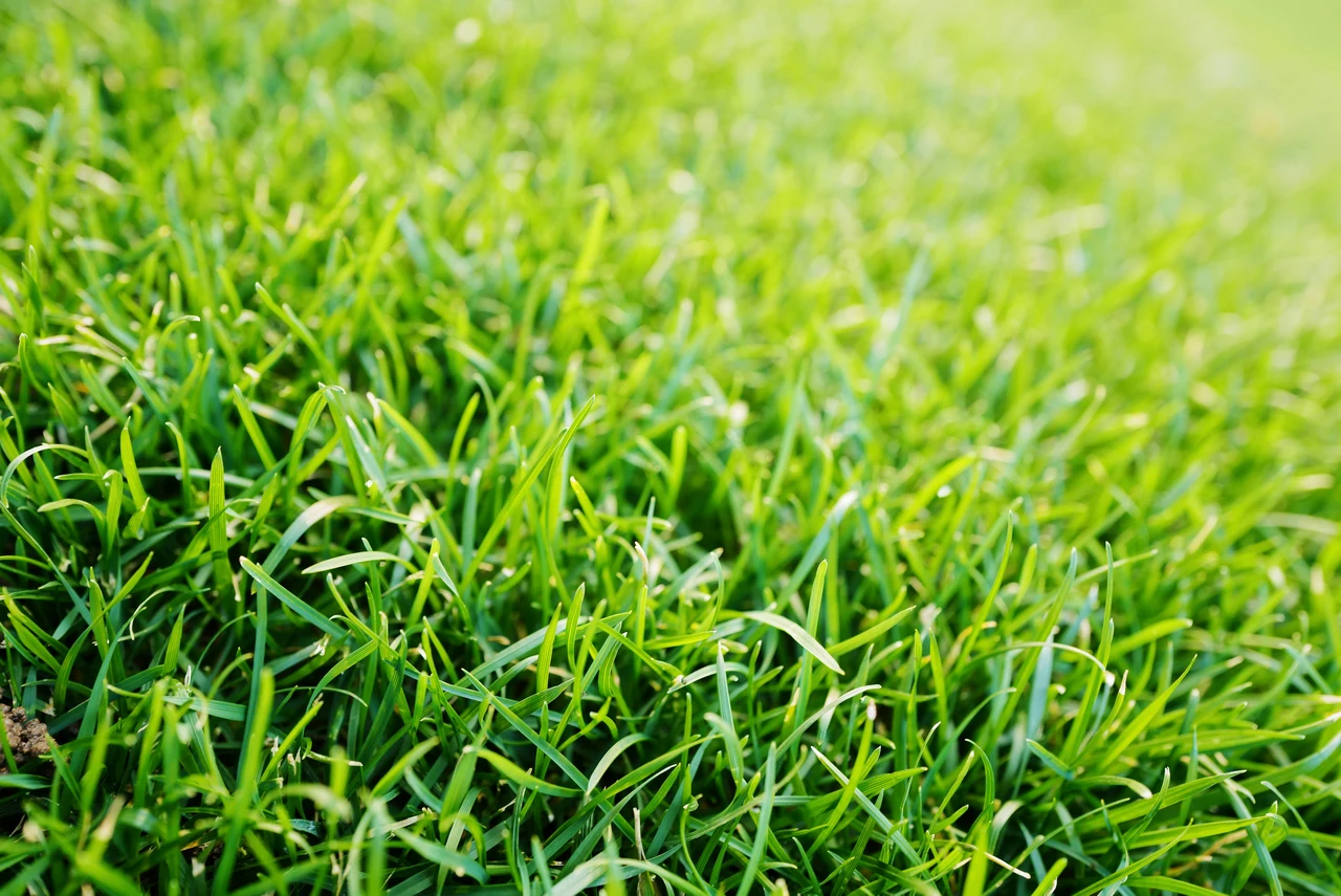 Il trucco dei vivaisti per mantenere il prato verde senza irrigazione continua Il trucco dei vivaisti per mantenere il prato verde senza irrigazione continua