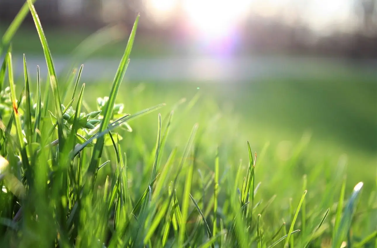 Il trucco dei vivaisti per mantenere il prato verde senza irrigazione continua Il trucco dei vivaisti per mantenere il prato verde senza irrigazione continua