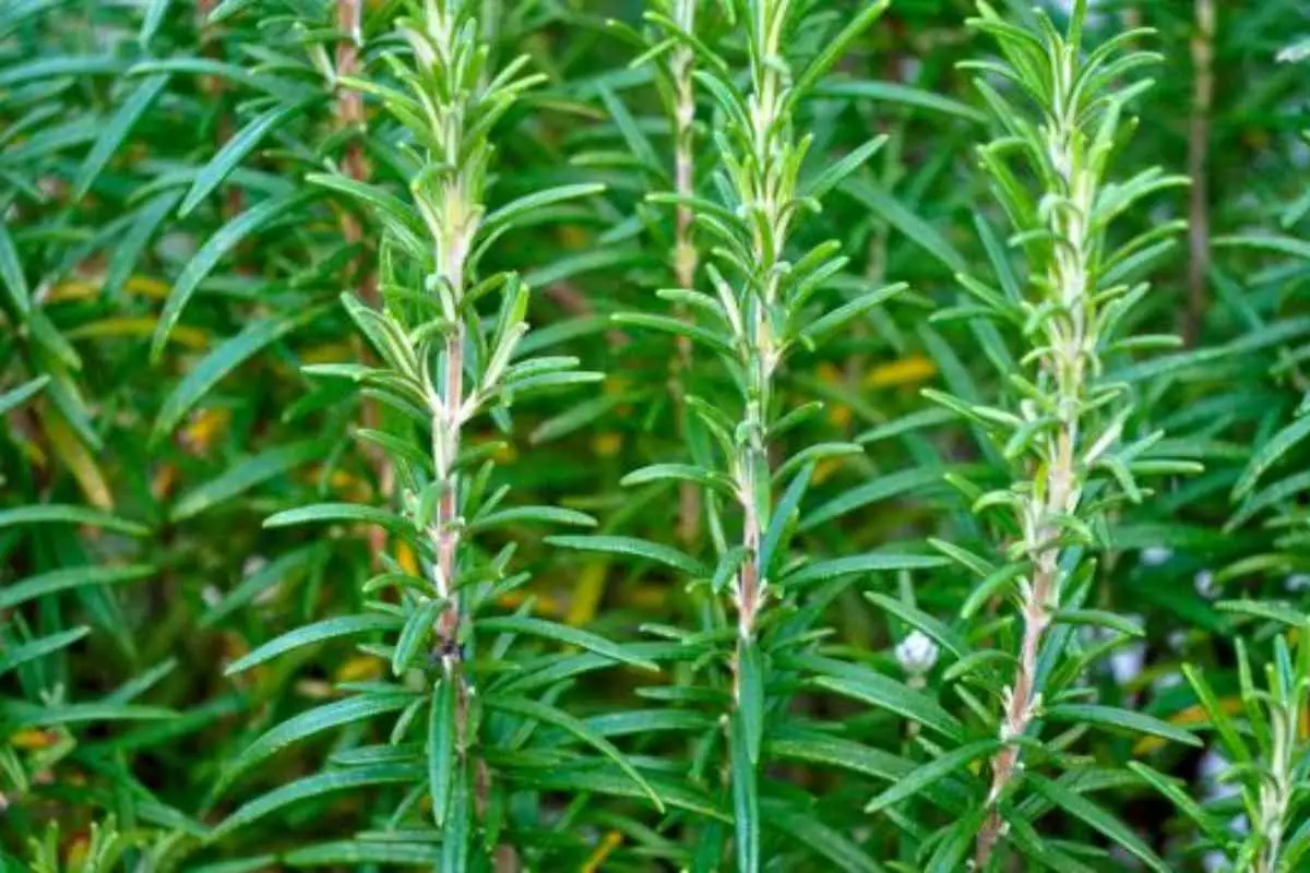 Piante aromatiche sempre rigogliose anche in pieno sole: ecco come fare secondo l’Accademia Italiana di Agricoltura Piante aromatiche sempre rigogliose anche in pieno sole: ecco come fare secondo l’Accademia Italiana di Agricoltura