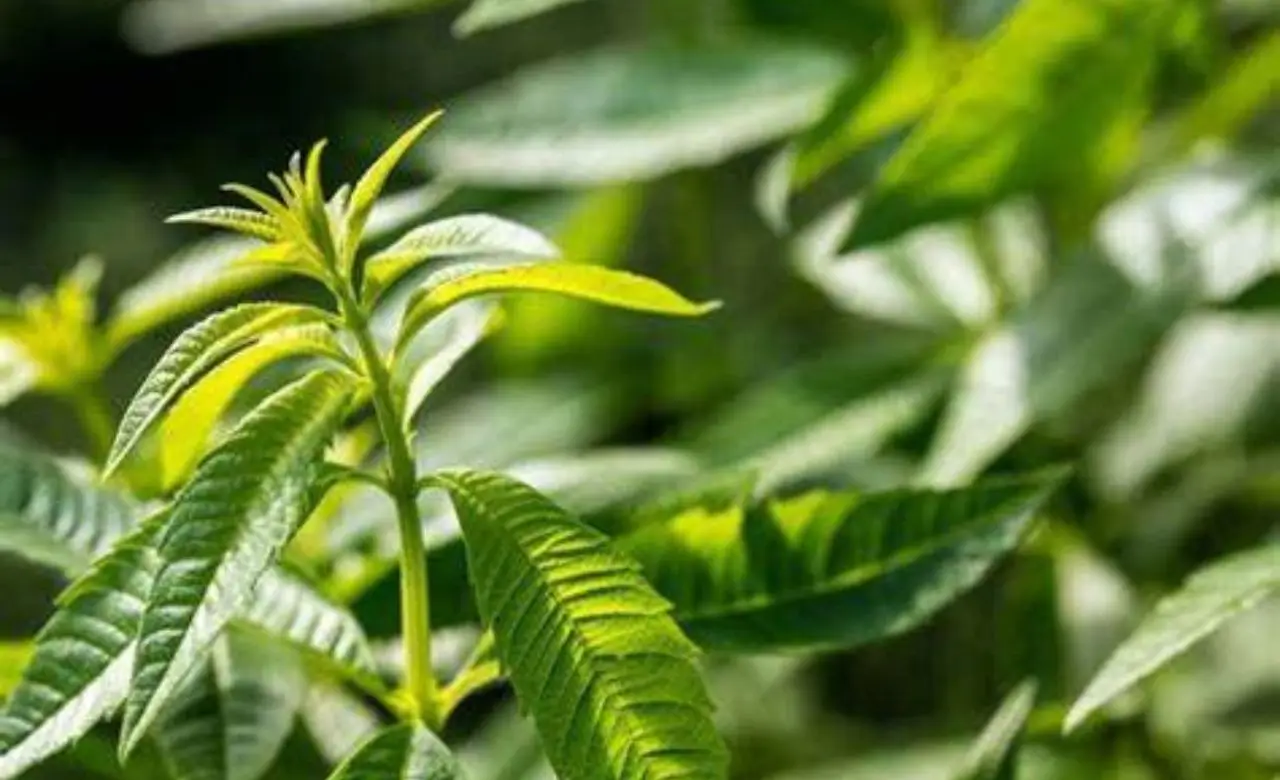 Piante aromatiche sempre rigogliose anche in pieno sole: ecco come fare secondo l’Accademia Italiana di Agricoltura Piante aromatiche sempre rigogliose anche in pieno sole: ecco come fare secondo l’Accademia Italiana di Agricoltura