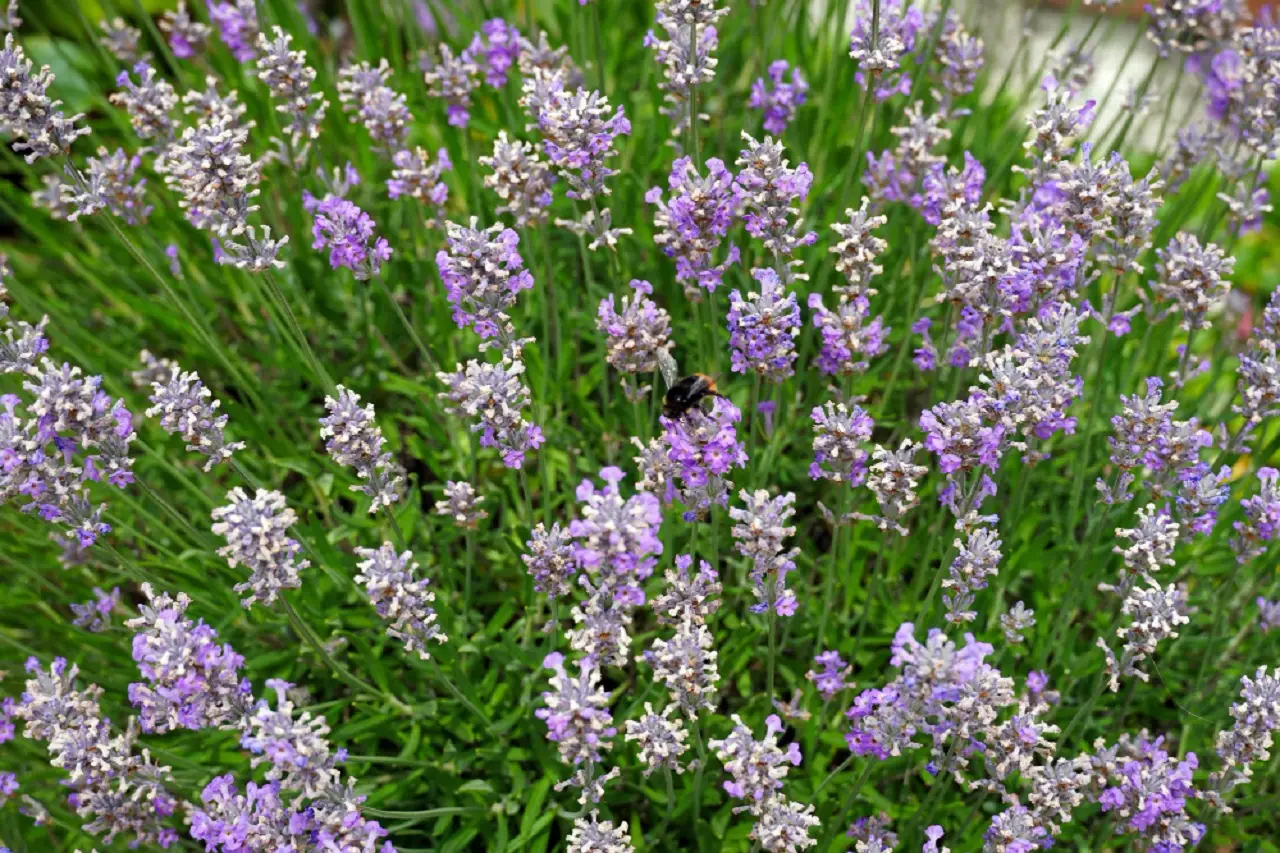 Piante aromatiche sempre rigogliose anche in pieno sole: ecco come fare secondo l’Accademia Italiana di Agricoltura Piante aromatiche sempre rigogliose anche in pieno sole: ecco come fare secondo l’Accademia Italiana di Agricoltura