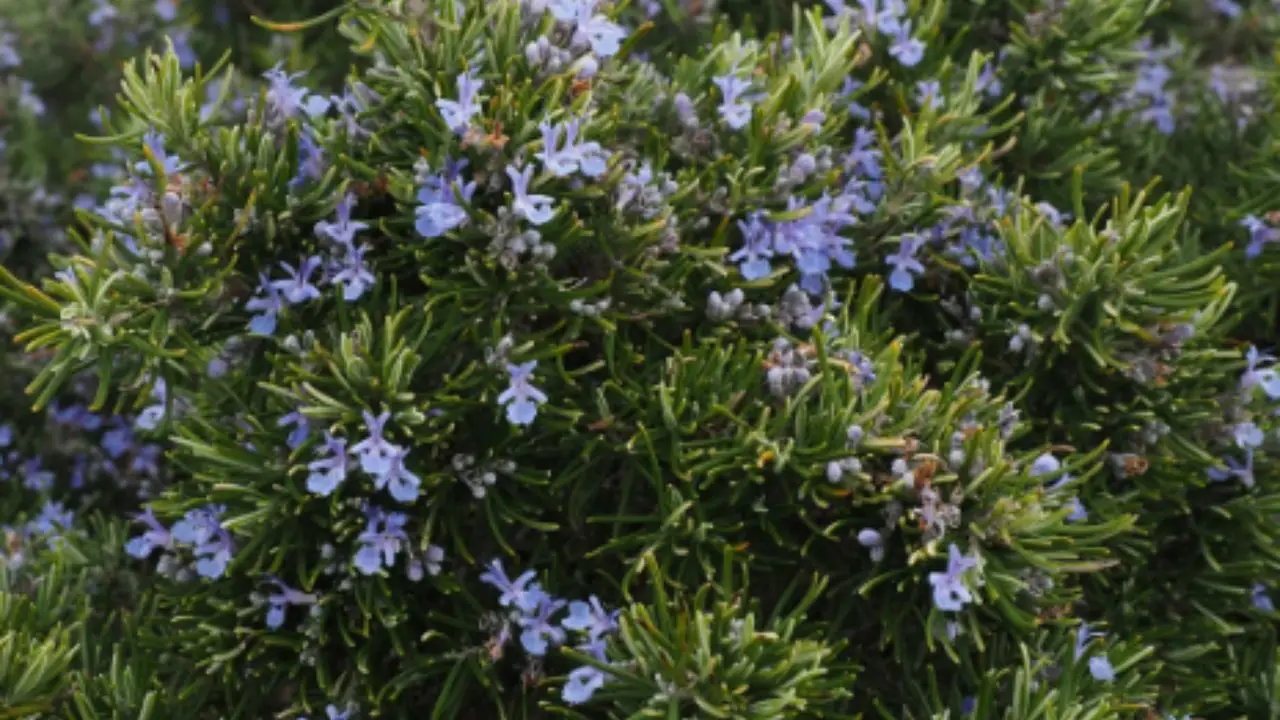 Piante aromatiche sempre rigogliose anche in pieno sole: ecco come fare secondo l’Accademia Italiana di Agricoltura Piante aromatiche sempre rigogliose anche in pieno sole: ecco come fare secondo l’Accademia Italiana di Agricoltura