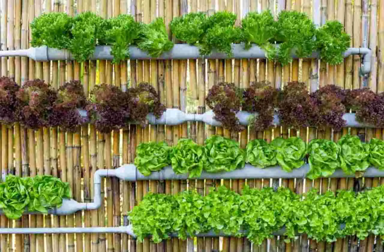 Orto urbano a giugno: le colture ideali per raccolti veloci secondo la guida Slow Food Orto urbano a giugno: le colture ideali per raccolti veloci secondo la guida Slow Food