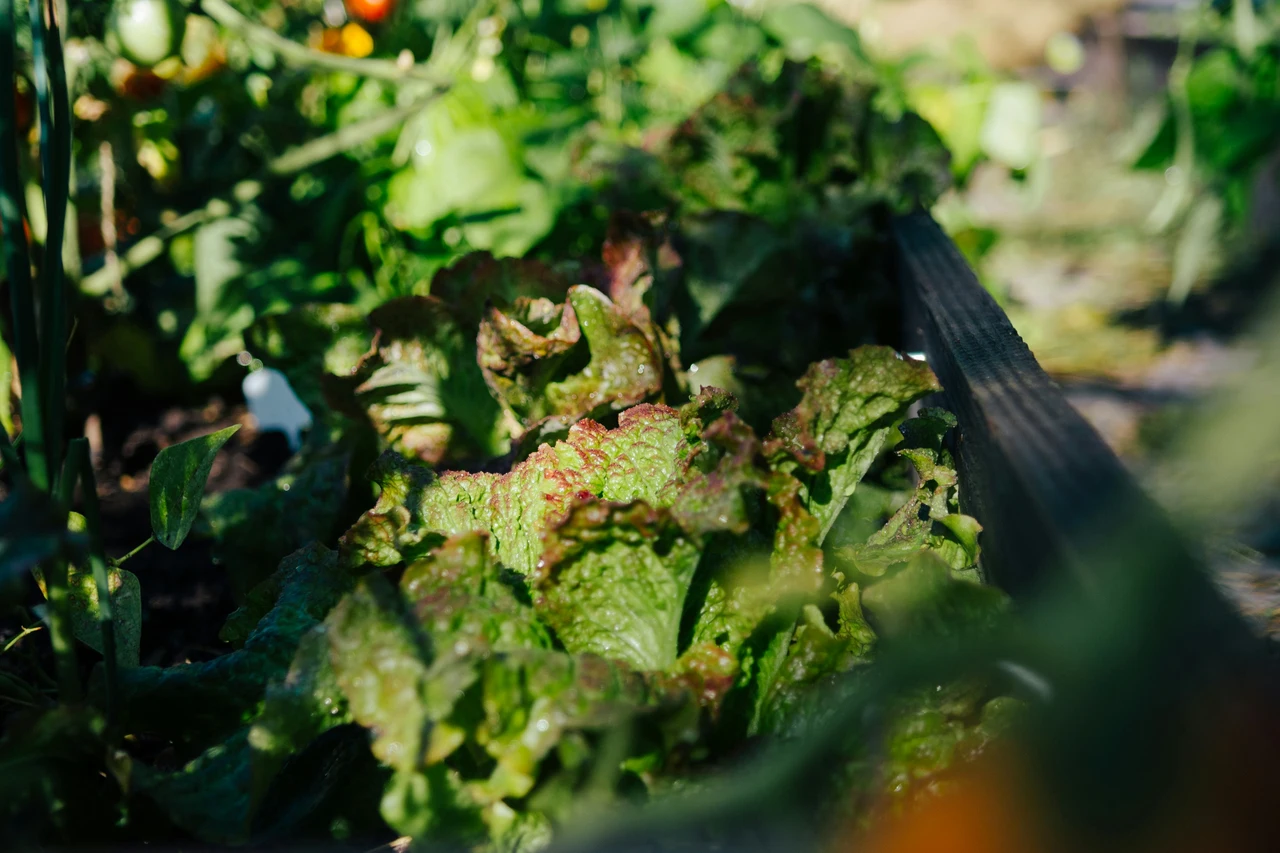 Orto urbano a giugno: le colture ideali per raccolti veloci secondo la guida Slow Food Orto urbano a giugno: le colture ideali per raccolti veloci secondo la guida Slow Food