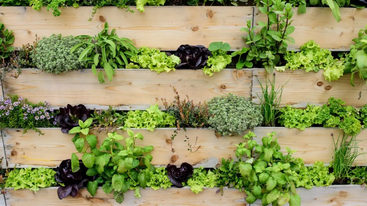 Orto urbano a giugno: le colture ideali per raccolti veloci secondo la guida Slow Food Orto urbano a giugno: le colture ideali per raccolti veloci secondo la guida Slow Food
