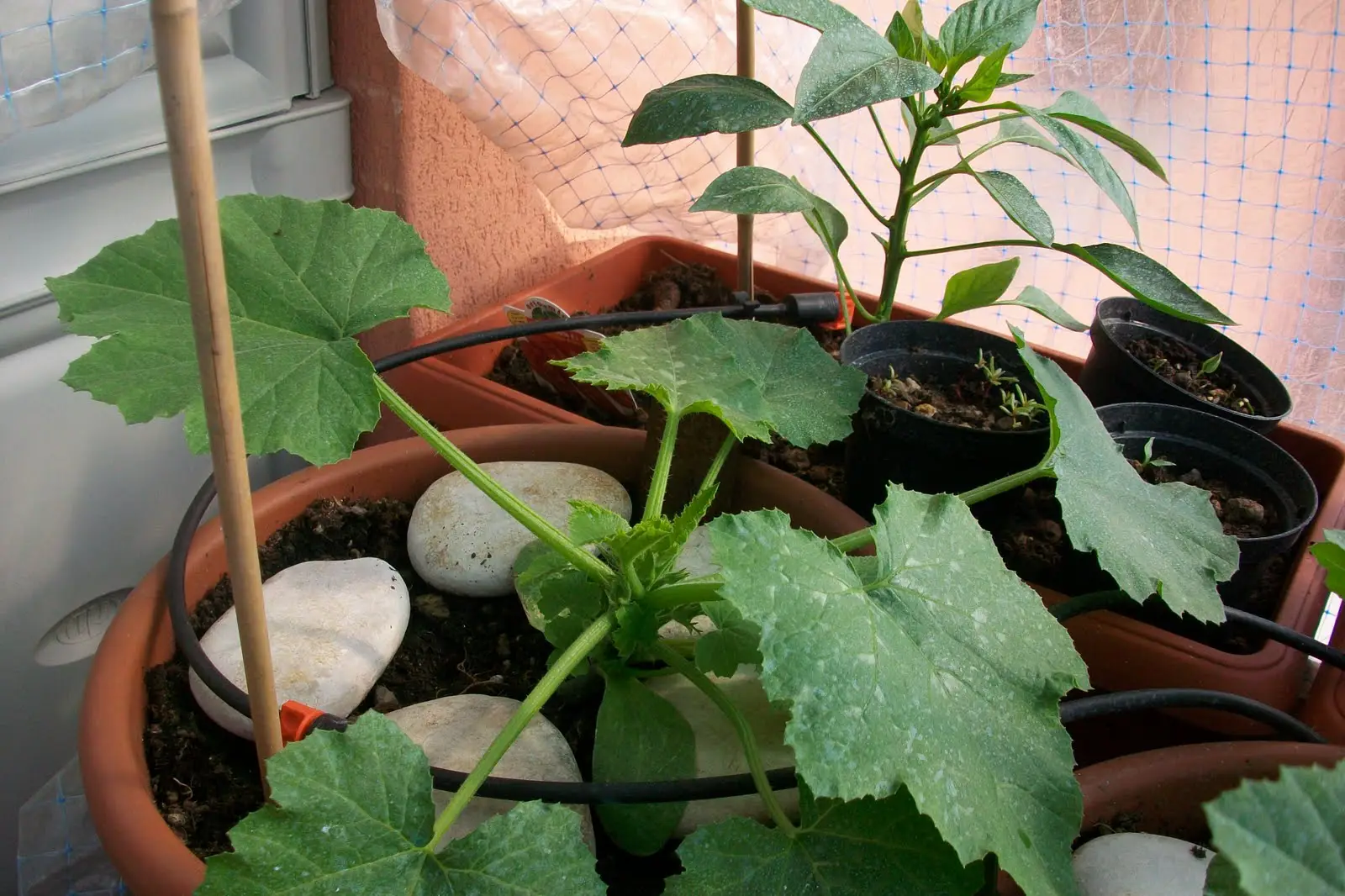 Orto urbano a giugno: le colture ideali per raccolti veloci secondo la guida Slow Food Orto urbano a giugno: le colture ideali per raccolti veloci secondo la guida Slow Food