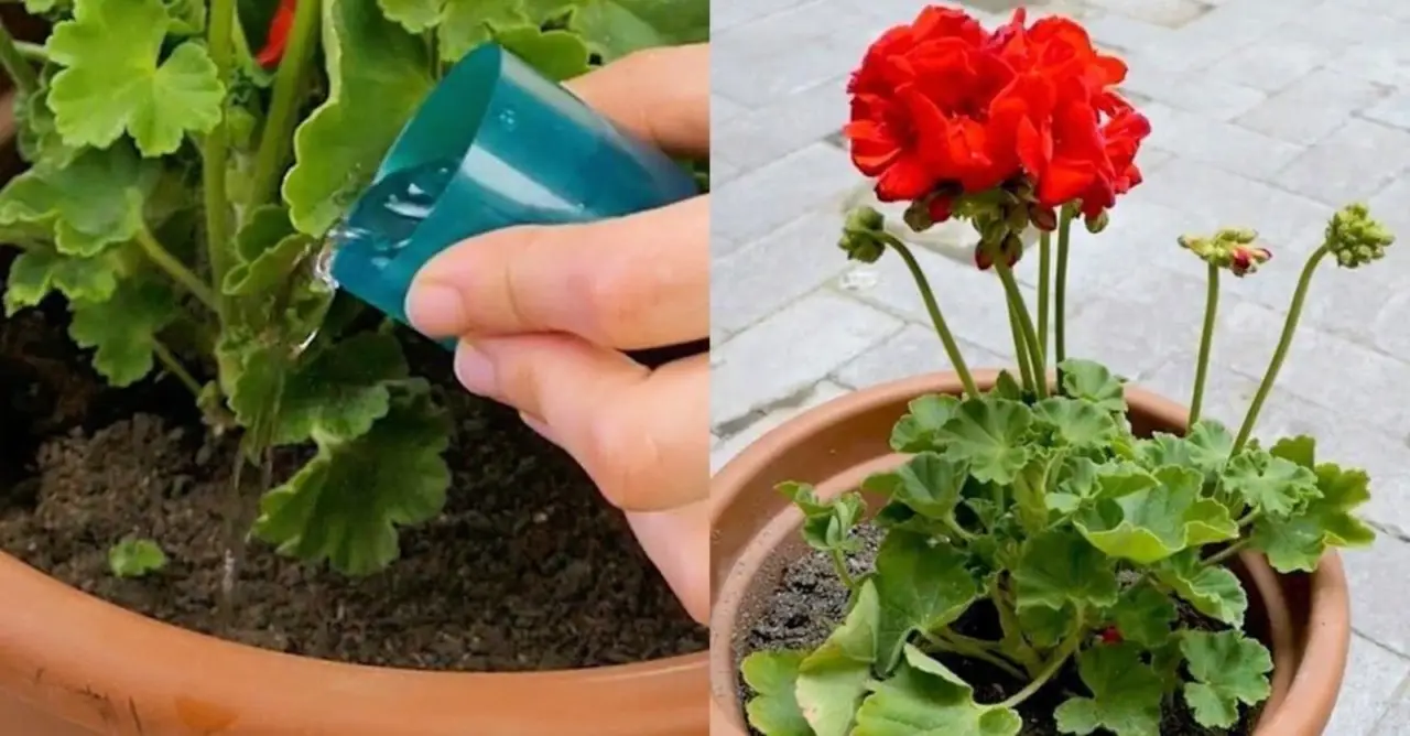 Concime naturale per gerani: l’ingrediente segreto che usano i vivaisti Concime naturale per gerani: l’ingrediente segreto che usano i vivaisti