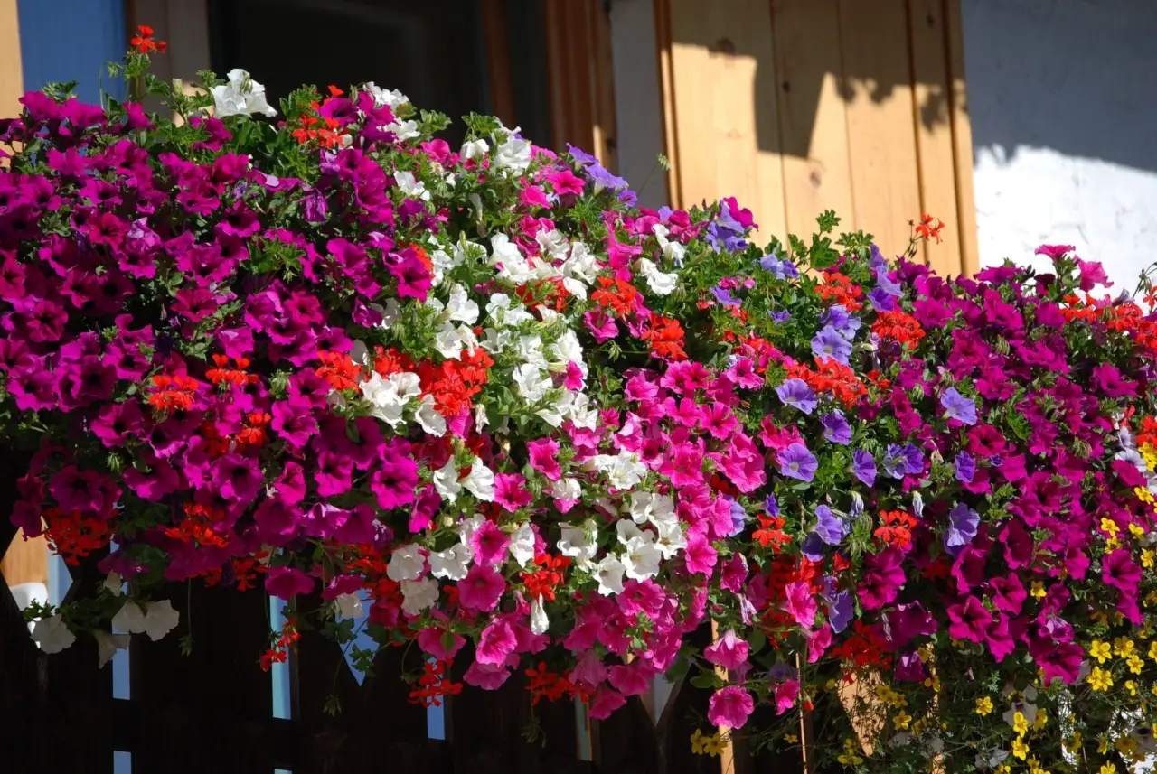 I 3 fiori che resistono al sole e fioriscono tutta l’estate: ecco quali scegliere I 3 fiori che resistono al sole e fioriscono tutta l’estate: ecco quali scegliere