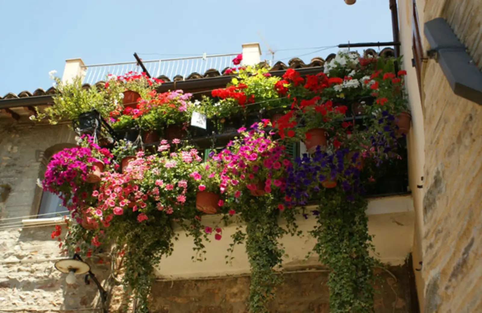 I 3 fiori che resistono al sole e fioriscono tutta l’estate: ecco quali scegliere I 3 fiori che resistono al sole e fioriscono tutta l’estate: ecco quali scegliere