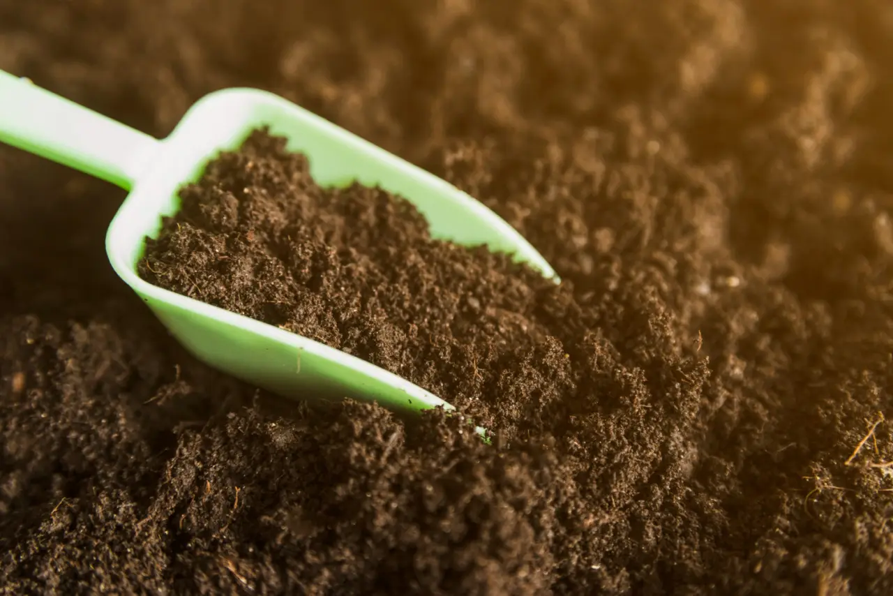 Concime naturale per gerani: l’ingrediente segreto che usano i vivaisti Concime naturale per gerani: l’ingrediente segreto che usano i vivaisti