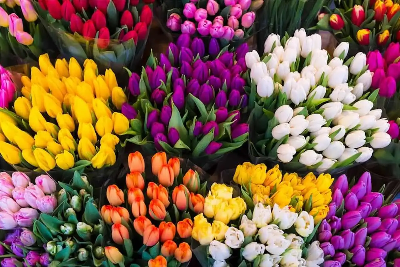 I 3 fiori che resistono al sole e fioriscono tutta l’estate: ecco quali scegliere I 3 fiori che resistono al sole e fioriscono tutta l’estate: ecco quali scegliere