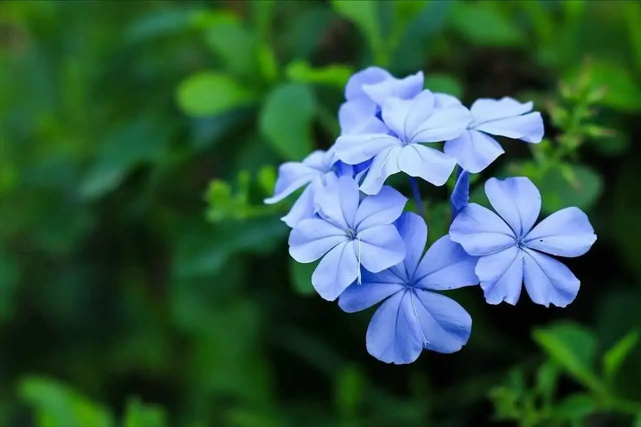 I 3 fiori che resistono al sole e fioriscono tutta l’estate: ecco quali scegliere I 3 fiori che resistono al sole e fioriscono tutta l’estate: ecco quali scegliere