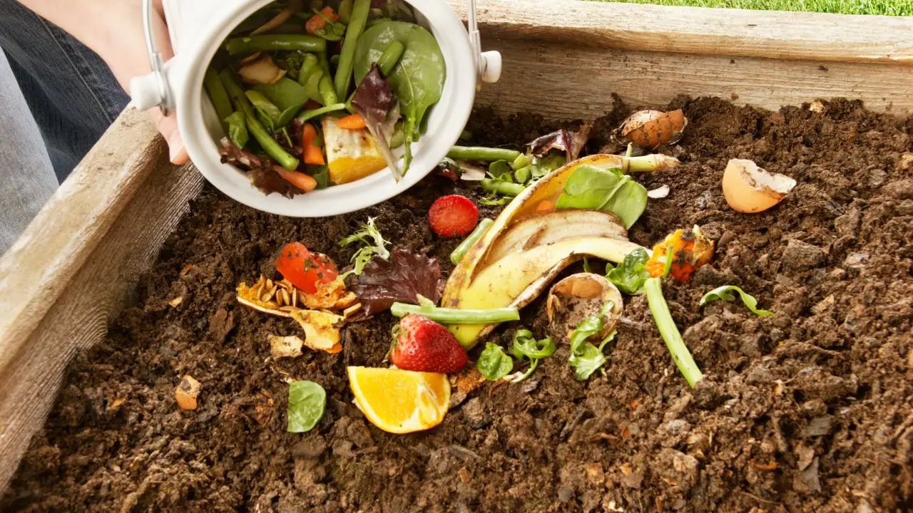Concime naturale per gerani: l’ingrediente segreto che usano i vivaisti Concime naturale per gerani: l’ingrediente segreto che usano i vivaisti
