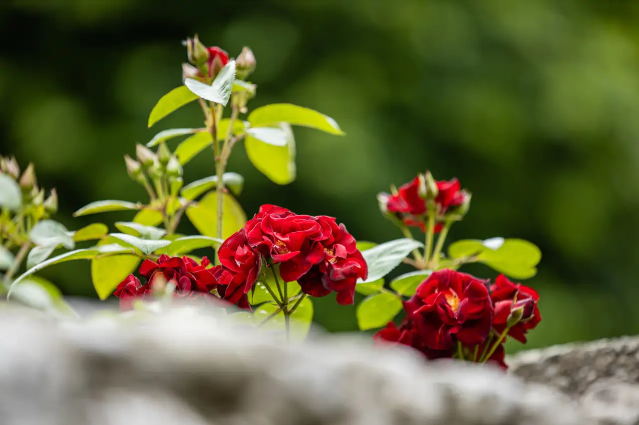 I 3 fiori che resistono al sole e fioriscono tutta l’estate: ecco quali scegliere I 3 fiori che resistono al sole e fioriscono tutta l’estate: ecco quali scegliere