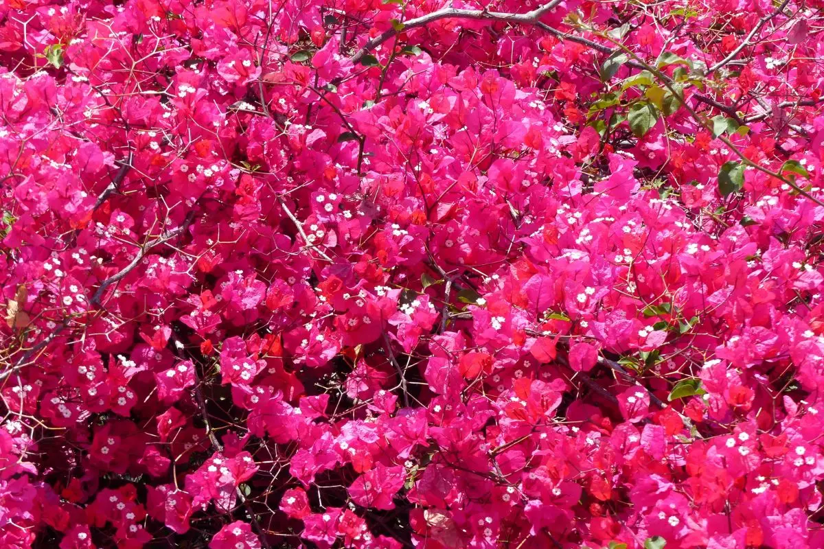 La rampicante sempre in fiore: splendida, cresce rapidamente ed è ideale anche per chi non ha il pollice verde La rampicante sempre in fiore: splendida, cresce rapidamente ed è ideale anche per chi non ha il pollice verde