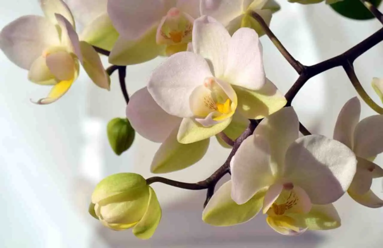 Il segreto giapponese per avere orchidee splendide: il metodo che sta conquistando tutti Il segreto giapponese per avere orchidee splendide: il metodo che sta conquistando tutti