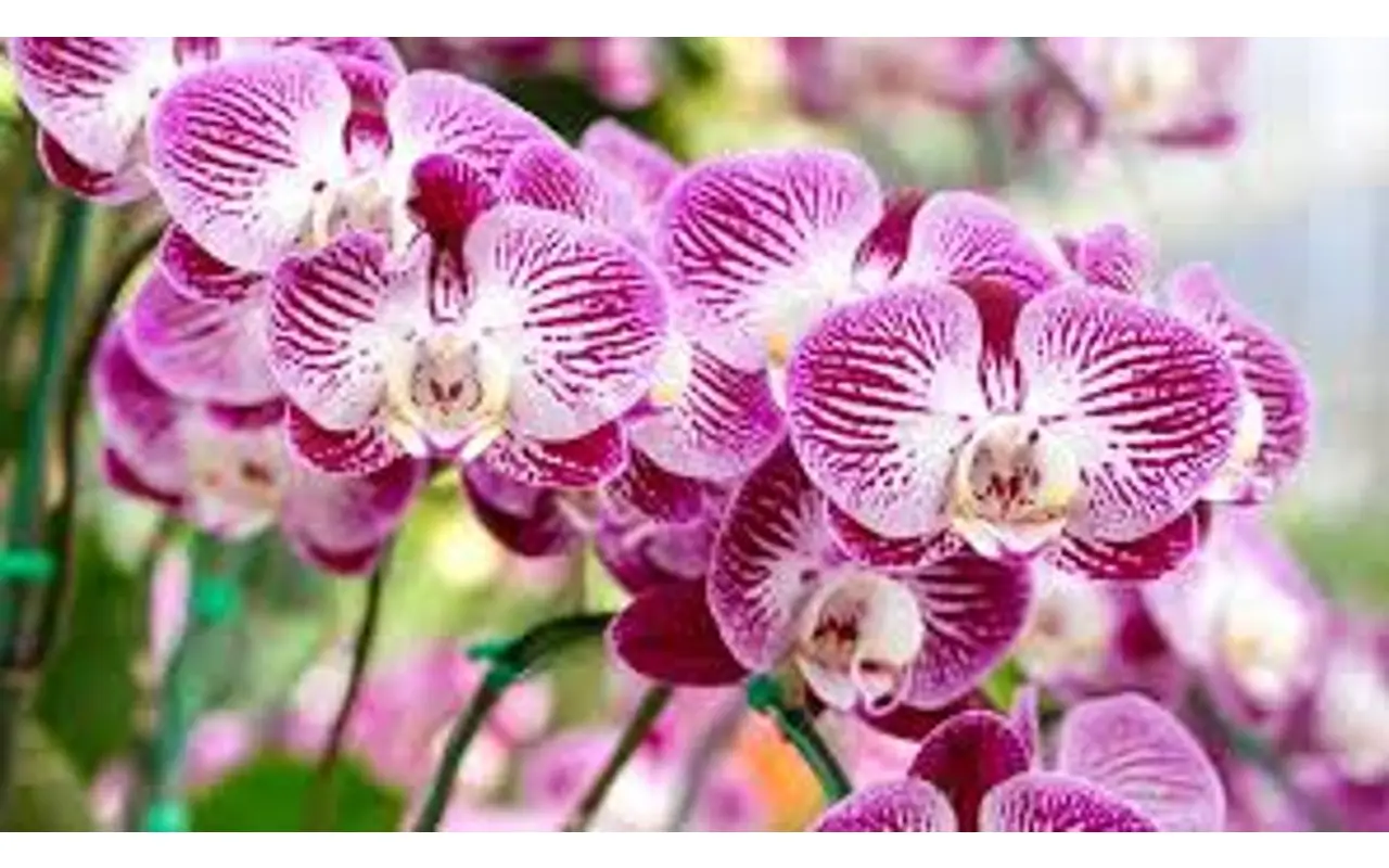 Il segreto giapponese per avere orchidee splendide: il metodo che sta conquistando tutti Il segreto giapponese per avere orchidee splendide: il metodo che sta conquistando tutti