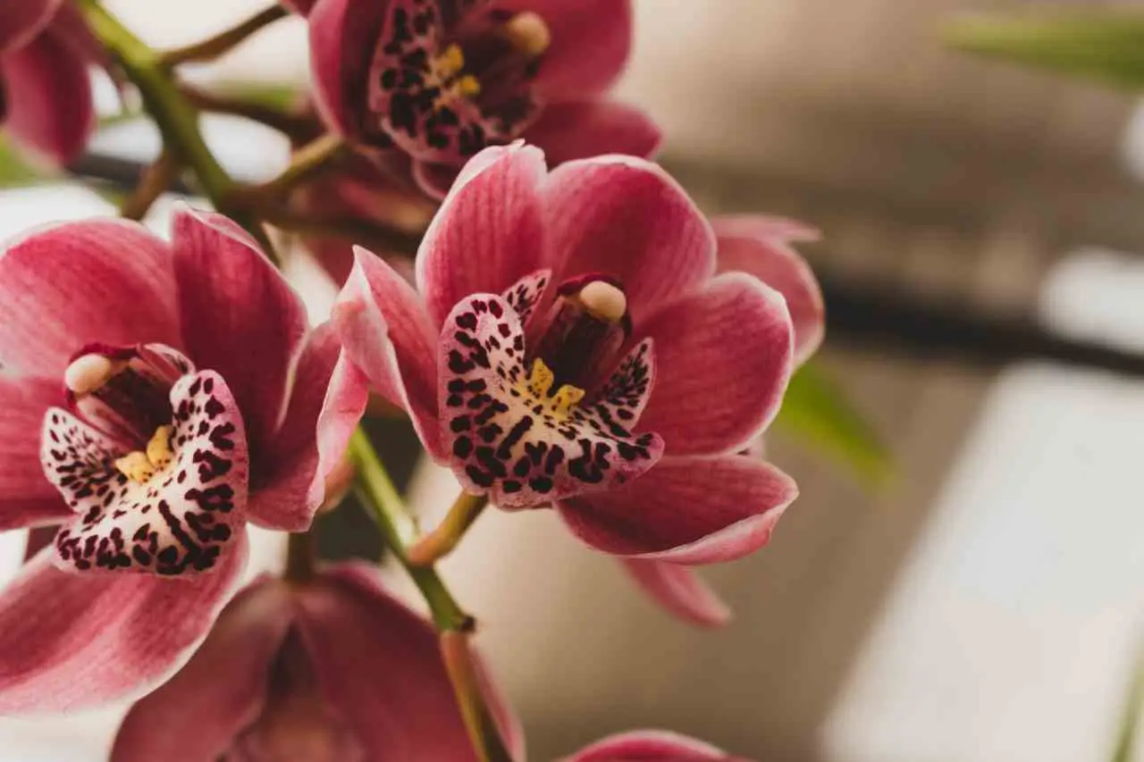 Il segreto giapponese per avere orchidee splendide: il metodo che sta conquistando tutti Il segreto giapponese per avere orchidee splendide: il metodo che sta conquistando tutti